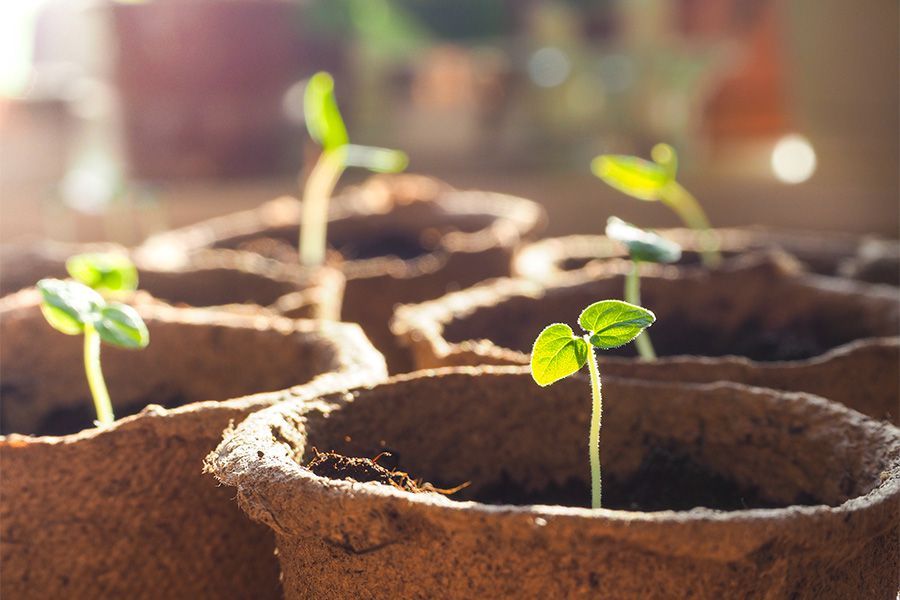 Pěstební květináče na konopí