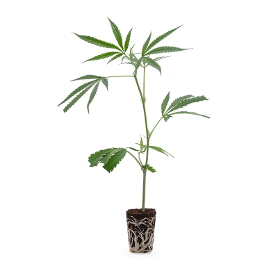 Amnesia Haze Steckling