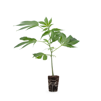 Bubba Kush Steckling 