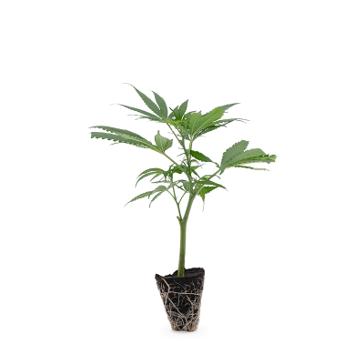 Gorilla Glue 4 Steckling 