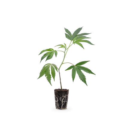 Runtz x Layer Cake Steckling 