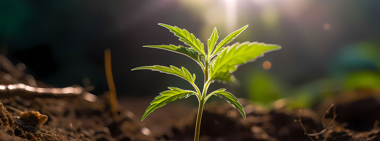 10 nejčastějších chyb začátečníků při pěstování konopí