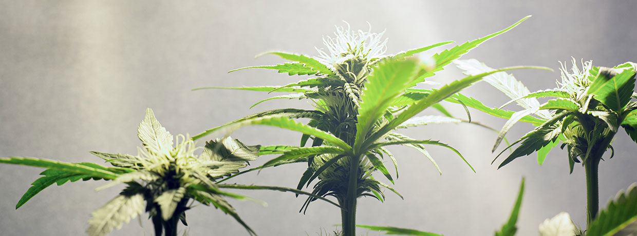 Top 10 odrůd konopí pro pěstování v interiéru