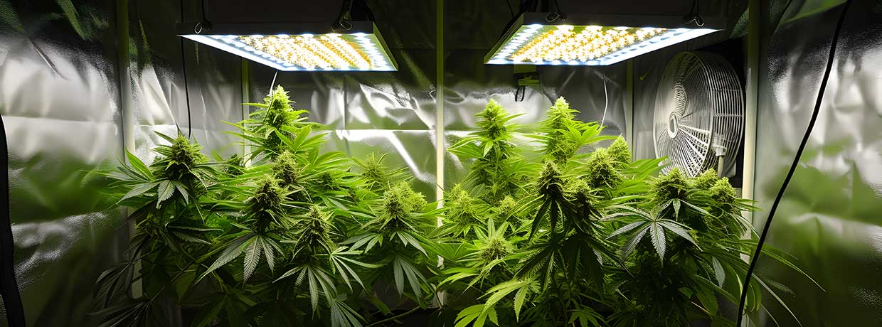 Indoor & Outdoor pěstování: Co je lepší?