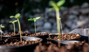 Kompletní návod: Jak úspěšně naklíčit semena konopí