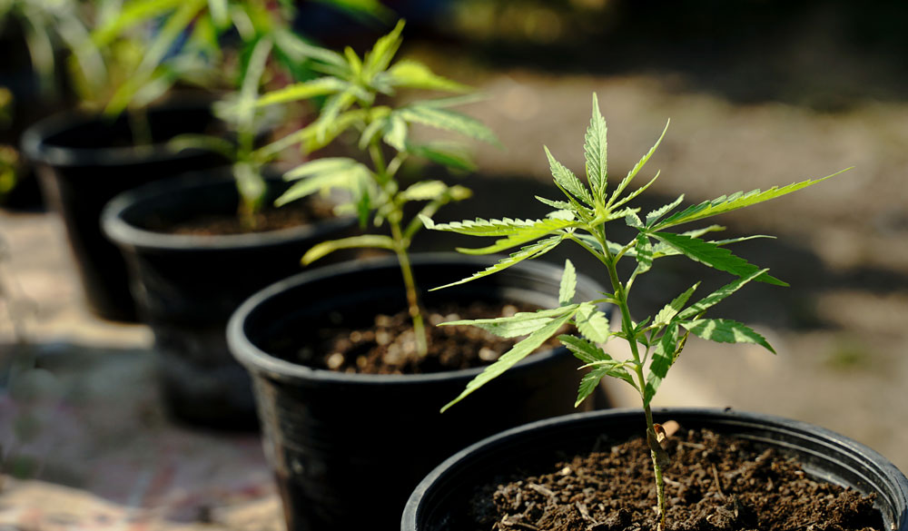 3. Nesprávné květináče a zemina!