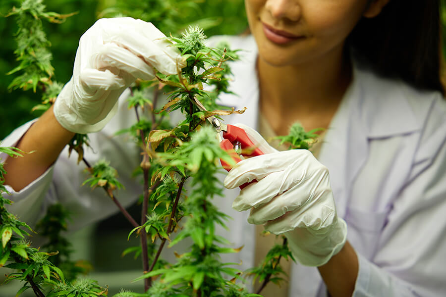 Zkušenosti s Royal Queen Seeds