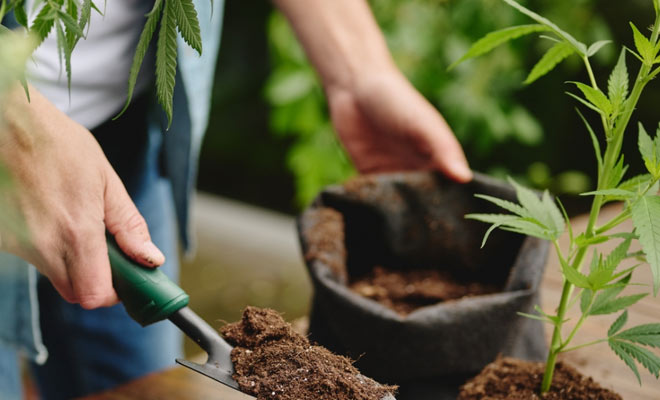 Kompletní návod na pěstování konopí