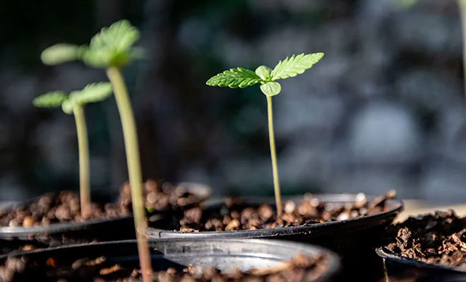 Kompletní návod: Jak úspěšně naklíčit semena konopí