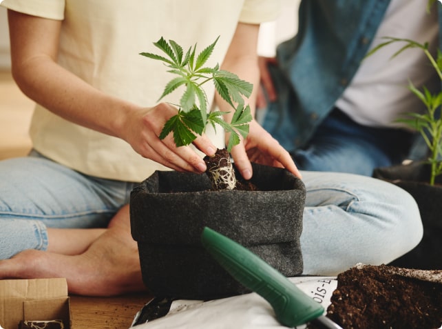 Mladá rostlina v květináči