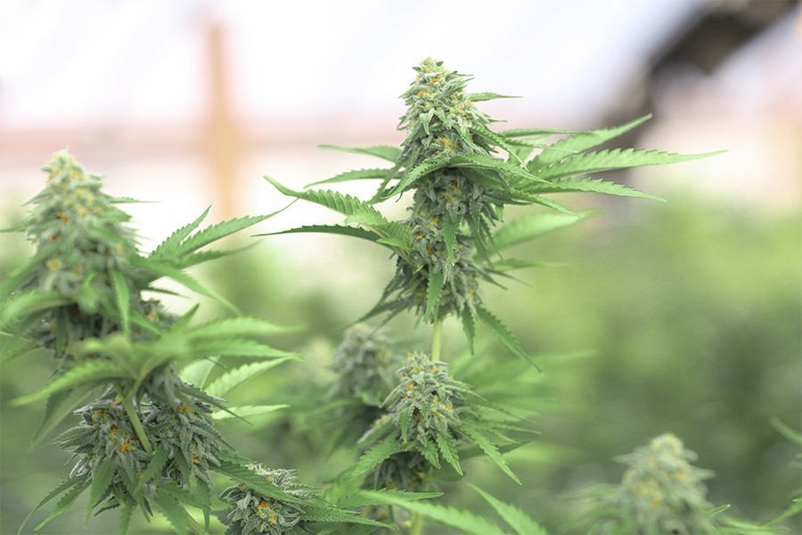 Koupit živinami bohaté hnojivo na konopí