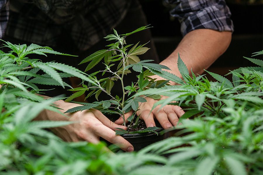 Přehnojení a nedostatečné hnojení – časté příčiny problémů