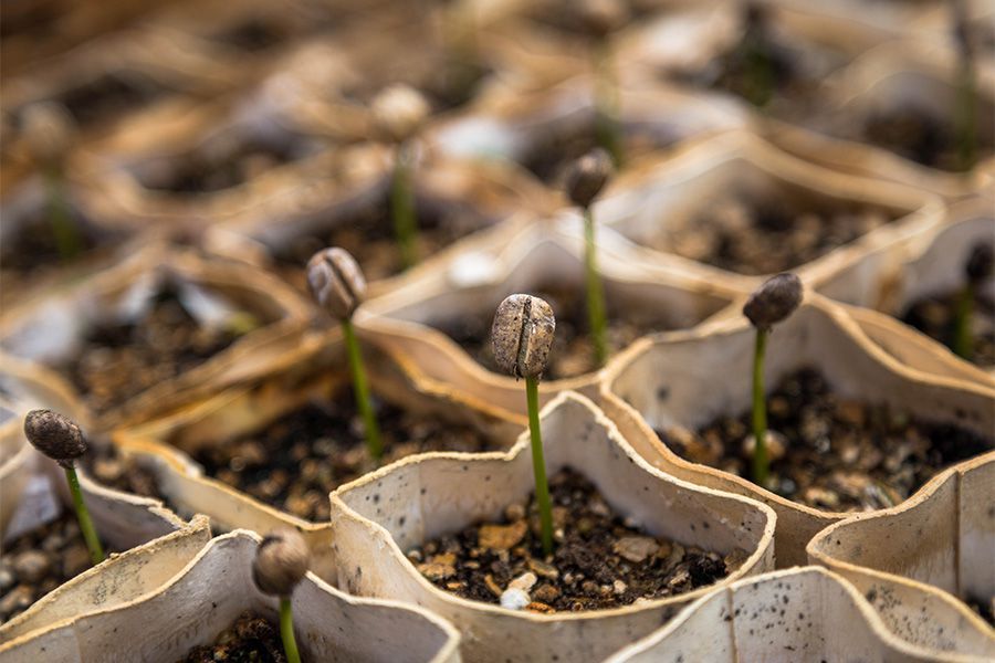 Rozdíl mezi grow substrátem a květinovým substrátem