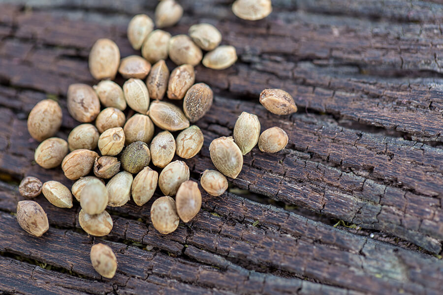 Výhody feminizovaných semen