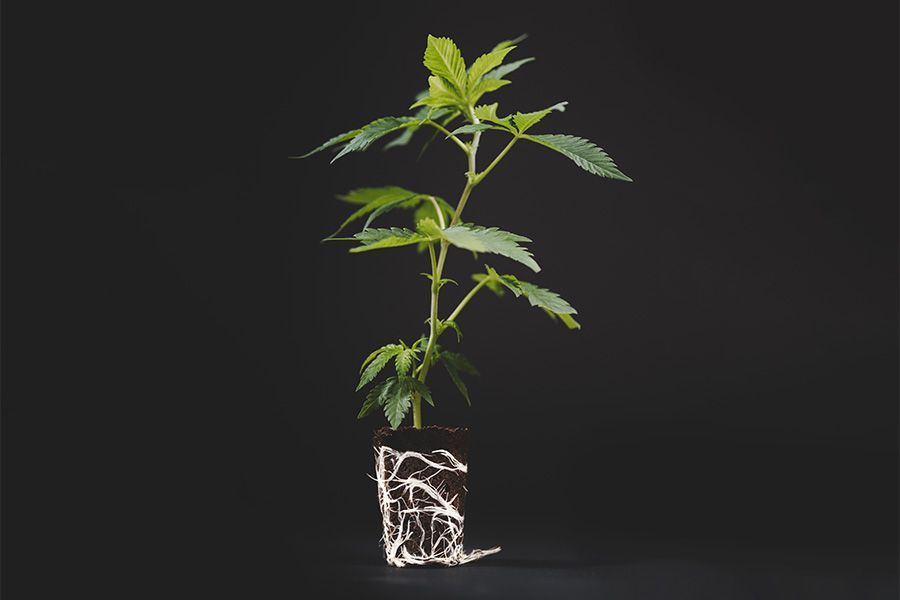 Co jsou řízky konopí?