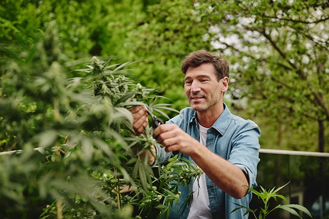 Sklizeň a sušení outdoor vypěstovaného konopí