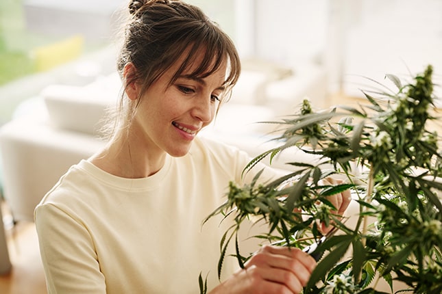 Sklizeň a sušení indoor vypěstovaného konopí