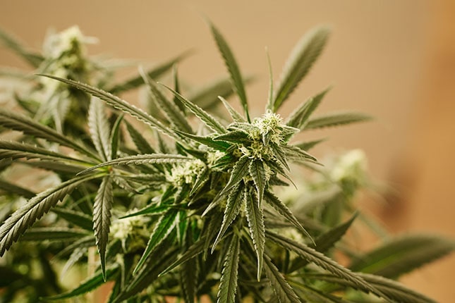 Fáze květu při indoor pěstování