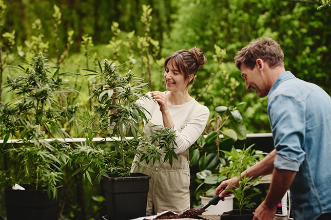 Vysazení konopí na zahradě