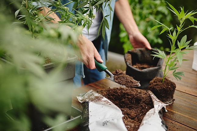 Outdoor pěstování – nechej konopí růst pod sluncem