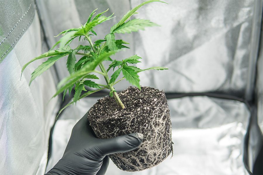 Expertní tipy pro výběr správného pěstebního boxu