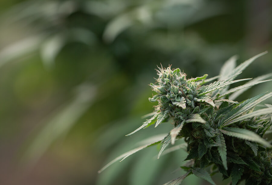 Kupte si kompletní sadu pěstebních boxů - vše, co potřebujete k pěstování