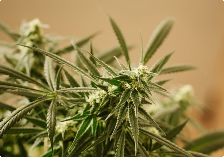 Cannabis kurz erklärt