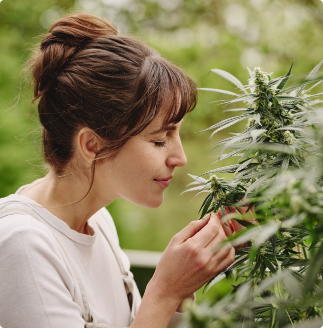 Bei Hanfgarten alles rund um Cannabis kaufen