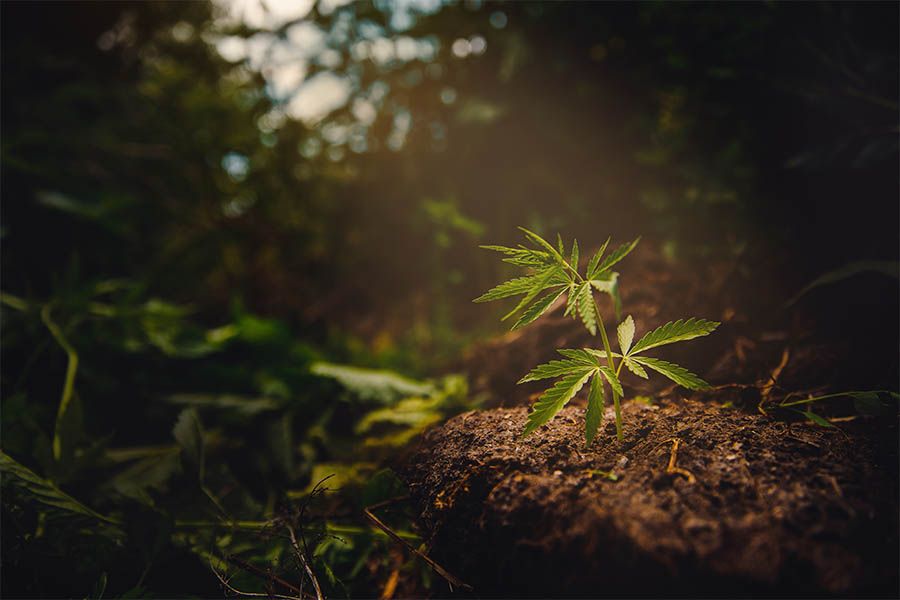 Kvalita a udržitelnost v Hanfgarten Growshopu