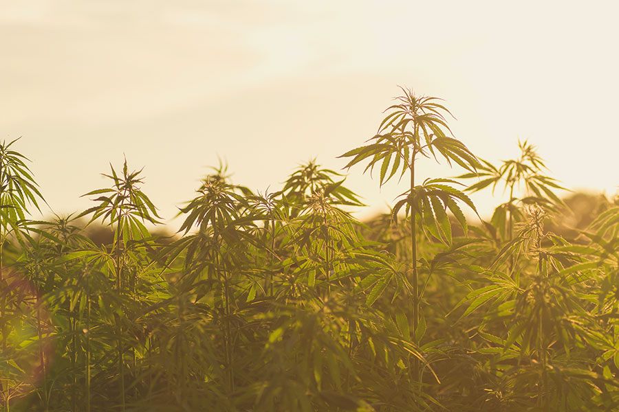 Rostlina konopí stručně vysvětlená