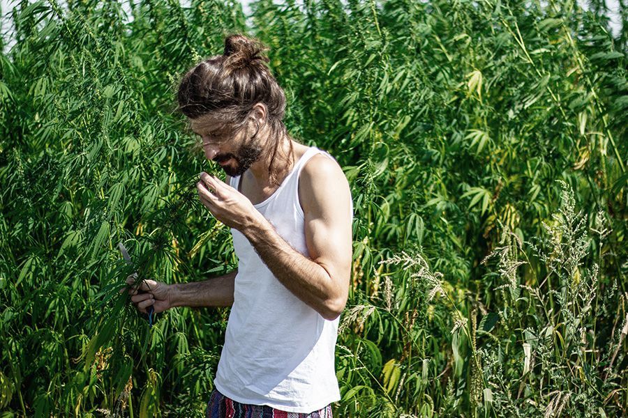 Zdravé rostliny konopí v nejvyšší kvalitě koupit online