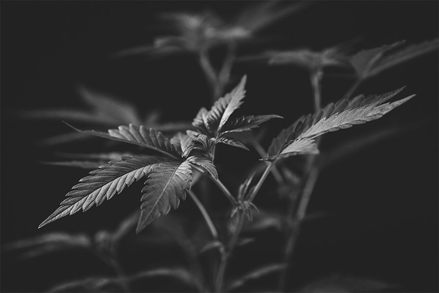 Jak si vybrat správný cannabis strain