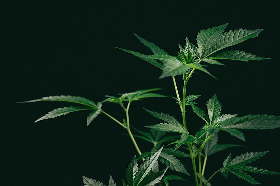 Právní situace v Německu ohledně nákupu rostlin konopí