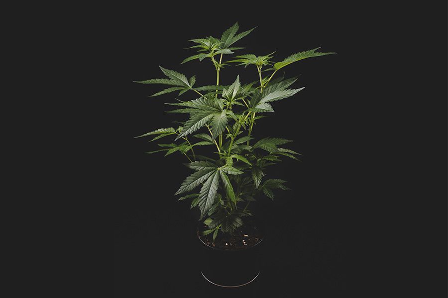 Možnosti využití rostliny konopí