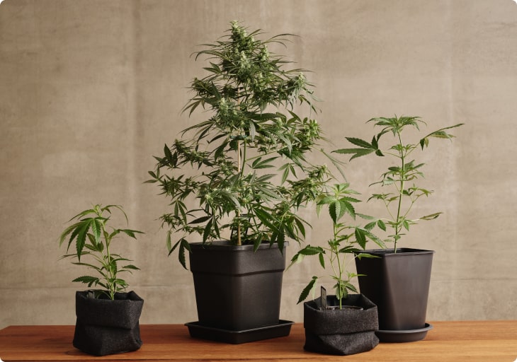 Vielfältige Auswahl an Hanfprodukten