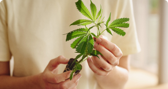 Premium Hanfstecklinge Premium Řízky konopí